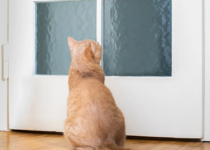 Oh, Ini 4 Alasan Kenapa Kucing Mengeong di Pintu Kamar Mandi, yang Sering Kita Sepelekan