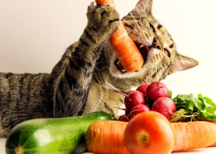 Tidak Bikin Anabul Keracunan, Inilh 5 Jenis Sayuran yang Aman Dimakan Kucing Justru Menyehatkan