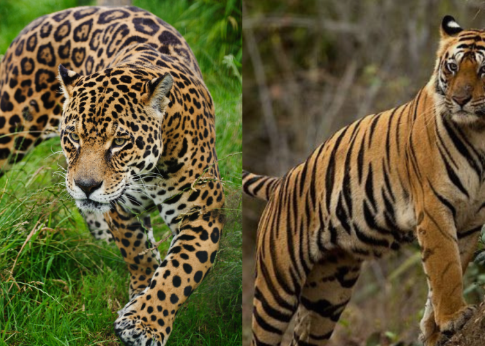 Serupa Tapi Tak Sama, Inilah Perbedaan Antara Macan dengan Harimau