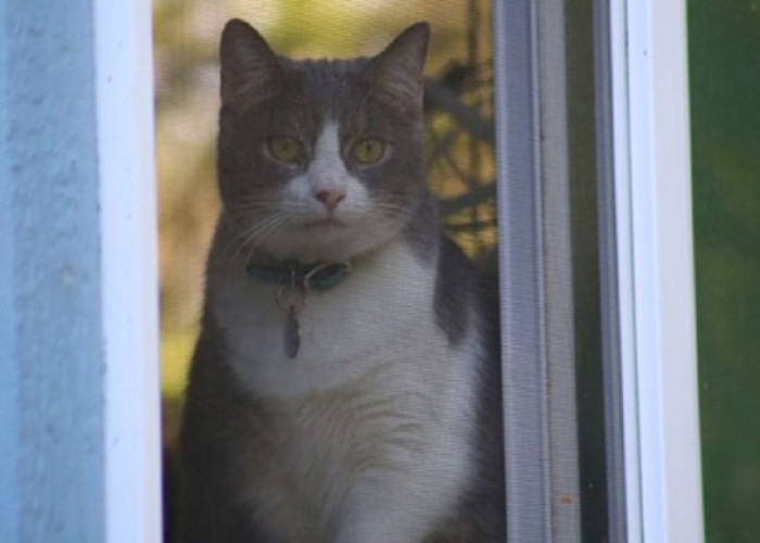 Inilah 7 Faktor Yang Membuat Kucing Betah Menatap Jendela Rumahmu, Yuk Simak Faktornya Disini