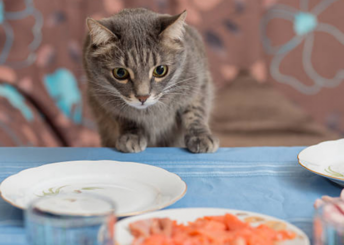 Kenapa Kucing Sering Mencuri Makanan? Simak 4 Ciri Kucing Kelaparan, yang Jarang Diketahui Pemilik Kucing!