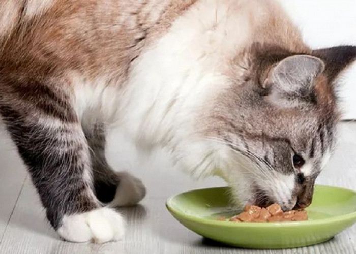 6 Merk Makanan Kucing Murah di Indomaret, Buat Anabul Gemuk Subur dan Sehat