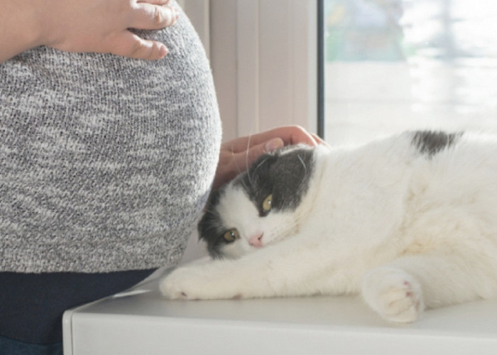 Kenali 3 Bahaya Menghirup Kotoran Kucing Bagi Ibu Hamil,Yuk Hindari