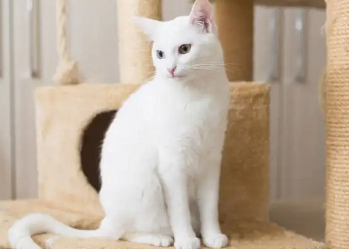 Ciri Kucing Kampung Mix Persia, Ternyata Lebih Tahan dari Penyakit