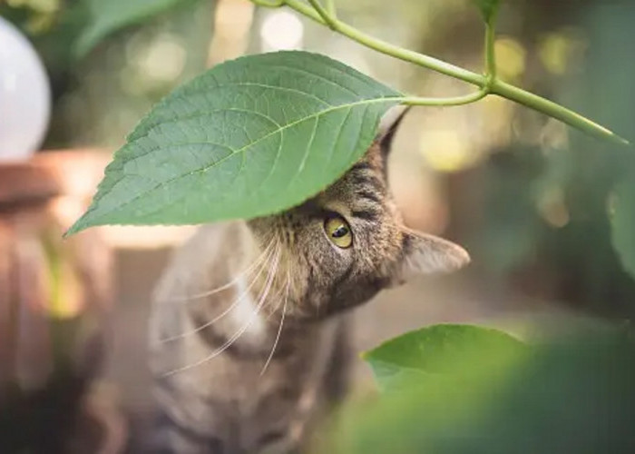 Langsung Kabur! Ini Dia 5 Bau Yang Tidak Disukai Kucing Yang Berasal Dari Tanaman