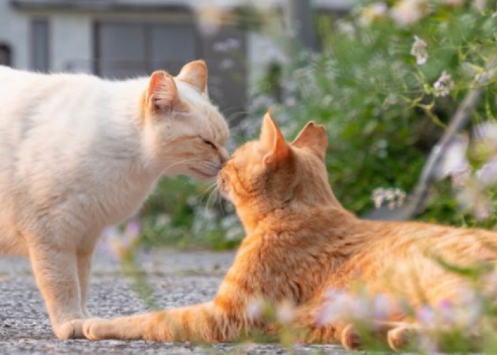Menghasilkan Keturunan Yang Lucu! Berikut Jenis Kucing Yang Cocok Dikawinkan Dan Tips Memilih Pasangan Untuk K