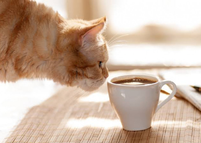 Kucing Tidak Suka Bau Kopi, Bikin Ia Takut dan Menghindar!