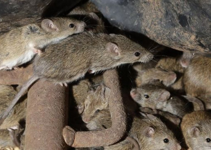 Frekuensi Ultrasonik Hingga 20.000 Hz Ampuh Usir Tikus, Inilah 5 Tips Usir Tikus di Rumah! Bikin Tikus Kapok