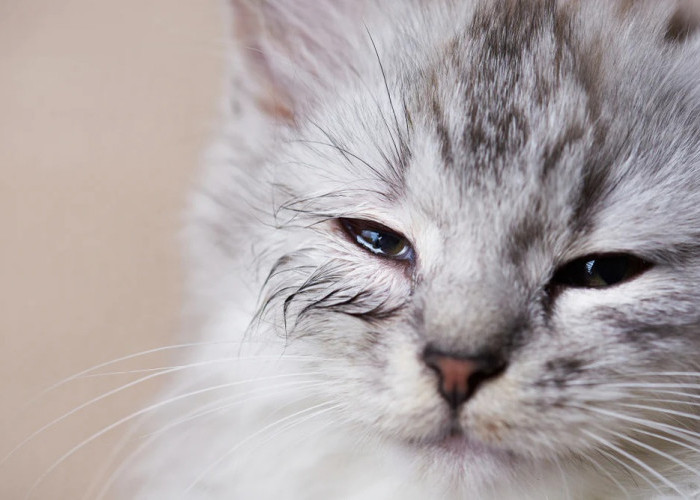 5 Penyebab Mata Kucing Belekan, Harus Diketahui Untuk Pengobatan Lebih Lanjut!