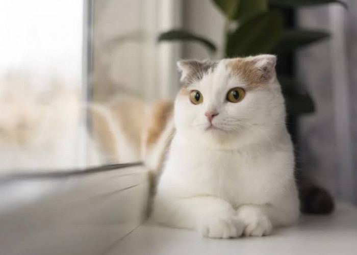 Mengetahui Umur Kucing Betina Untuk Siap Masa Kawin, Kenali Tanda-Tandanya!