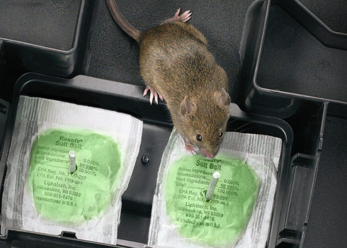 Tikus Pasti Tergoda, 5 Makanan yang Disukai Tikus, Cocok Digunakan Sebagai Umpan Jebakan