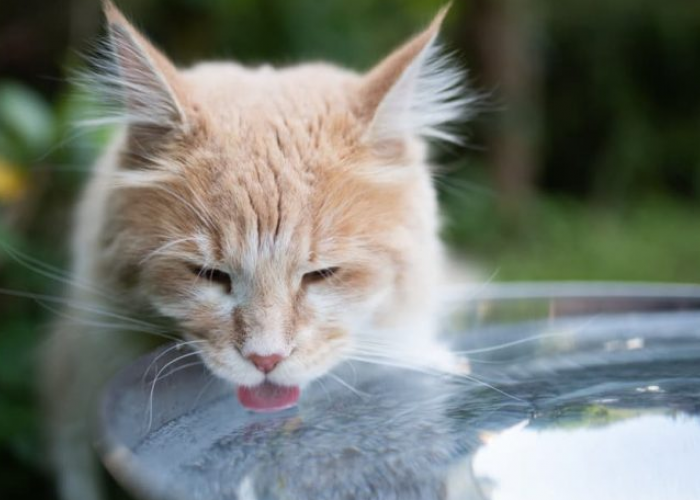 Bolehkah Kucing Minum Air Mentah? Apa Resiko dan Alternatifnya? Simak Selengkapnya Disini