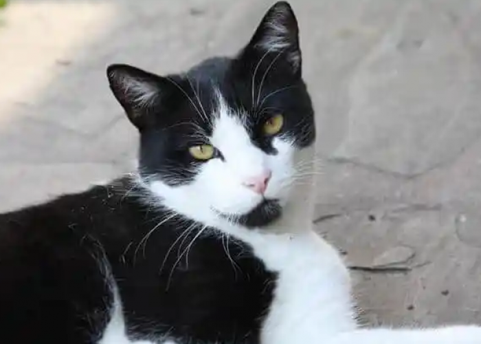 20 Rekomendasi Nama Kucing Hitam dan Putih atau Tuxedo Cat, yang Bisa Membawa Keberuntungan dan Unik!