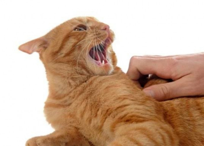 5 Penyebab Kucing Menjadi Galak dan Agresif, Ada Faktor Kekerasan hingga Trauma