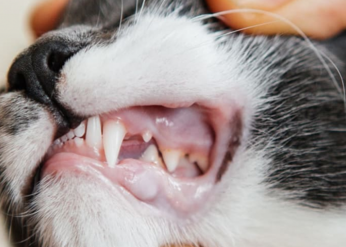 Pemilik Kucing Wajib Tau! Ini 4 Cara Untuk Mengenali Sakit Gigi Pada Kucing Peliharaan Kamu!