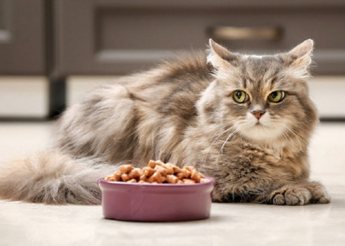 Mengapa Kucing Selalu Menyisakan Makanannya di Piring? Ternyata Alasannya Bikin Terharu!