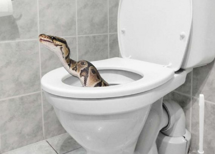 Pernah Lihat Cacing Hitam Kecil di Toilet Rumah Anda? Hati-Hati Bisa Saja itu Ular Jenis Ini!