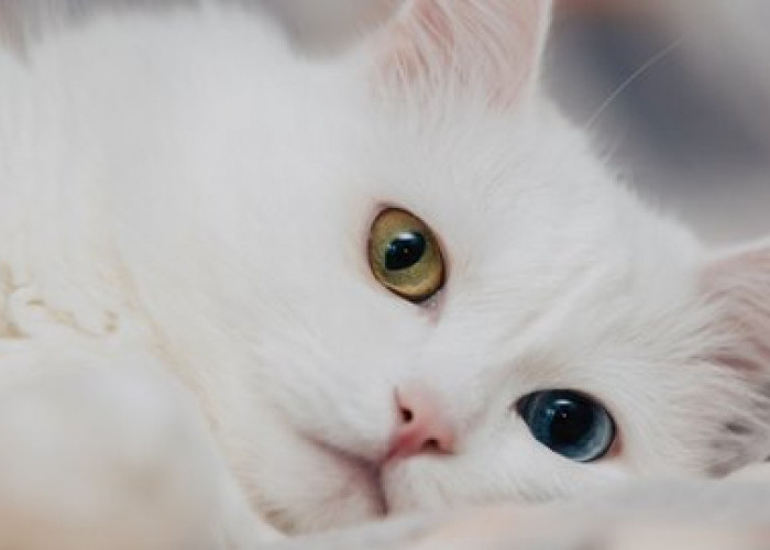 6 Tips Merawat Bulu Kucing Anggora Agar Tak Mudah Rontok