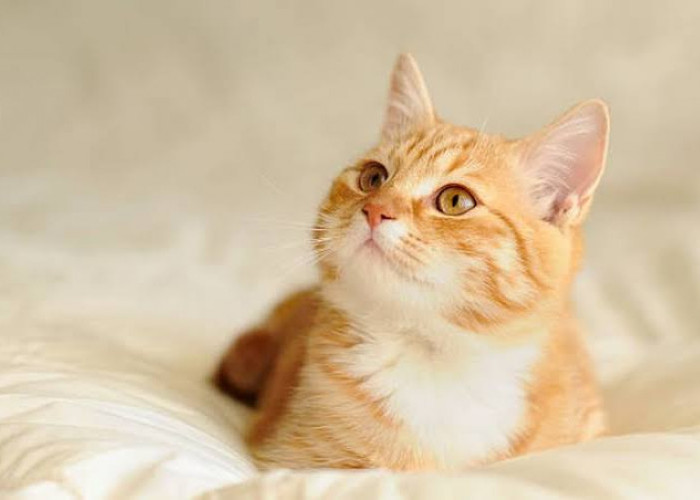 Inspirasi Nama-Nama Lucu Untuk Kucing Oren Beserta Filosopinya