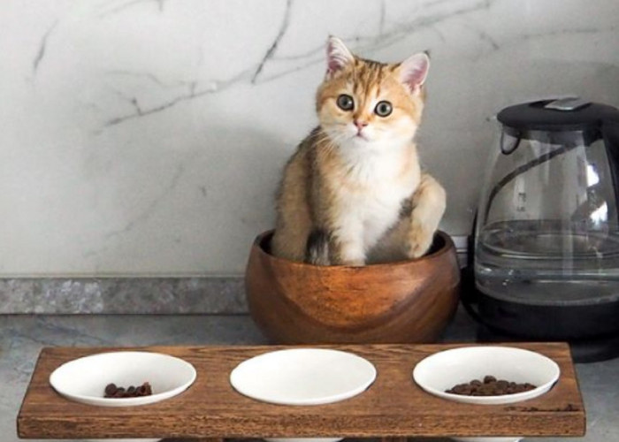 Kucingmu Sering Sakit? Mungkin Takaran Makanannya Tidak Pas, Yuk Simak Takaran Makanan Kucing Sesuai Usia