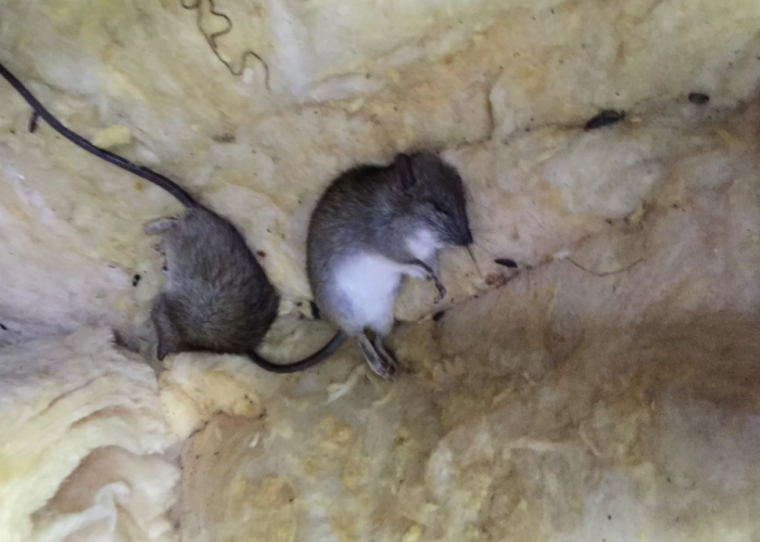 Jangan Asal! 4 Cara Membuang Bangkai Tikus di Plafon Rumah agar Tidak Meninggalkan Bau dan Penyakit