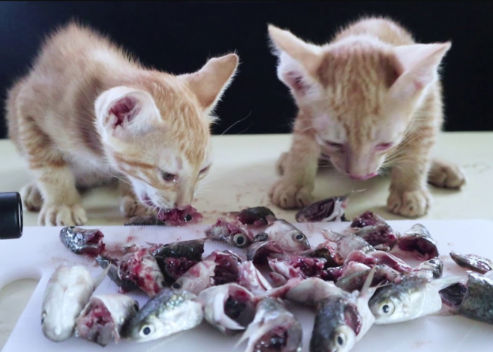 3 Cara Membuat Makanan Kucing dari Kepala Ikan Tongkol, Anabul Jadi Cepat Gembul