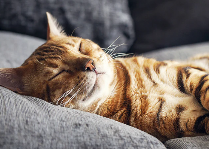 Ternyata Bemanfaat! Ini 5 Keuntungan Tidur Bersama Kucing, yang Masih Sering Disepelekan