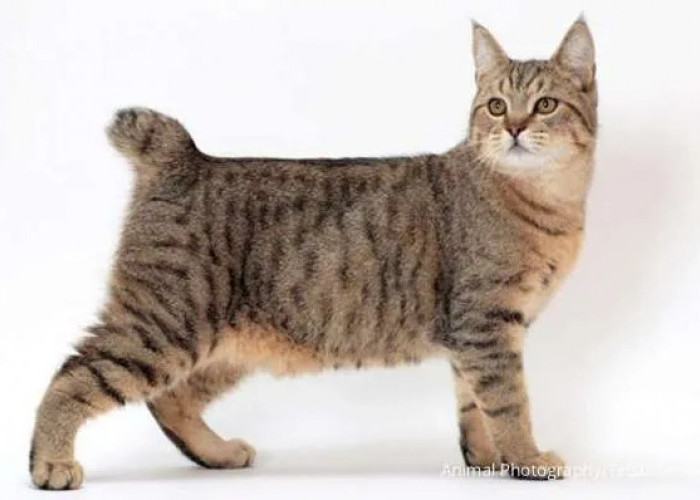 Kucing Peliharaan Dapat Membawa Hoki, Berikut 3 Ciri Kucing Menurut Primbon Jawa