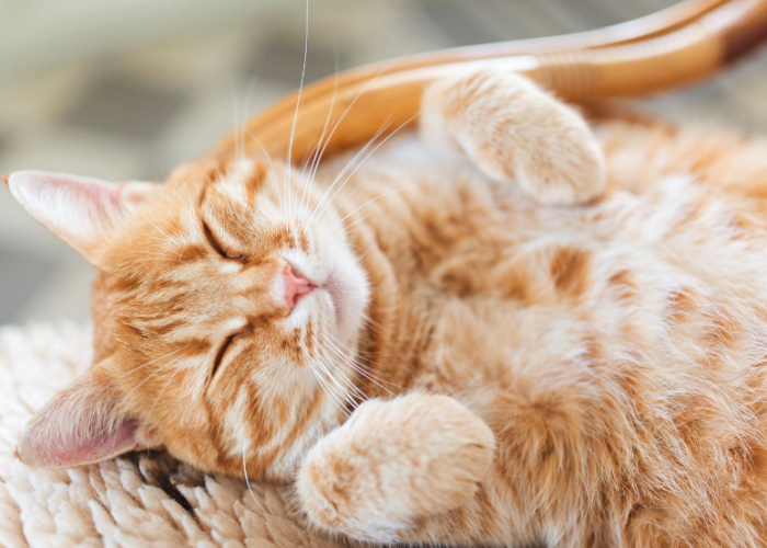 Inilah 5 Hal yang Membuat Kucing Senang Dengan Pemiliknya, Catlovers Wajib Tahu!