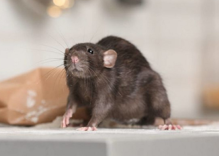 5 Cara Mengusir Tikus Dari Rumah Menggunakan Kapur Barus, Begini Menurut Penelitian