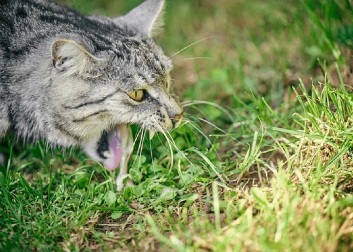 Inilah 5 Aroma Yang Tidak Disukai Kucing, Bisa Untuk Mengusir Kucing Liar Yang Berak dan Buang Air Sembarangan