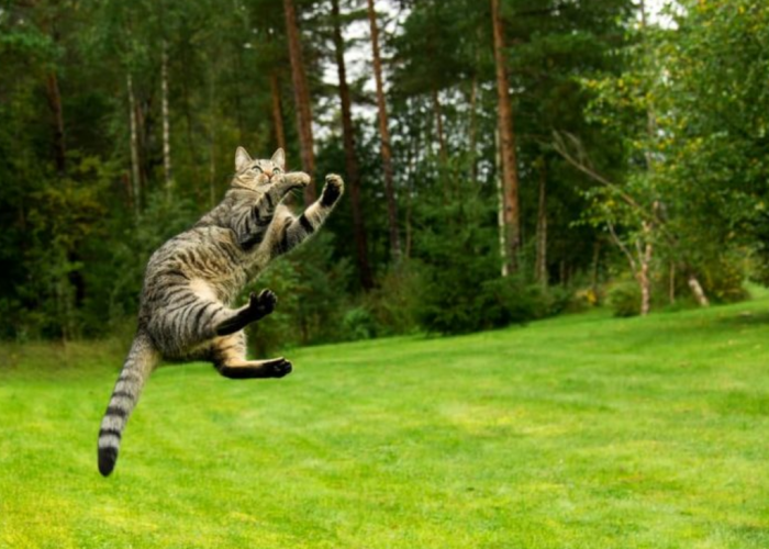 Kenapa Kucing Bisa Melompat Tinggi Padahal Tubuhnya Kecil? Ternyata Ini 5 Alasannya