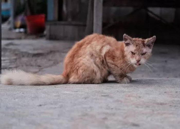 Kenali Penyakit Kucing Scabies dan Cara Mengatasinya, Awas Bisa Menular kepada Manusia