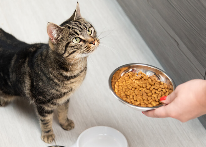 Mungkin Caramu Kurang Tepat! Berikut Aturan Memberi Makan Kucing yang Tepat, Menurut Klinik Hewan