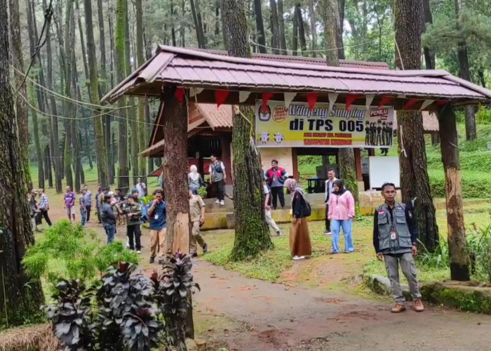 Nyoblos Sambil Healing di Kuningan, TPS Ini Ada di Hutan Pinus Gunung Ciremai, Pemandanyannya Asoy!