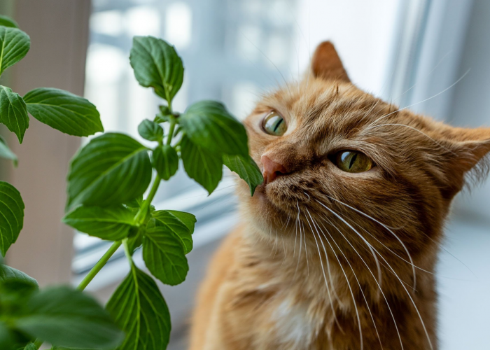 Jauhi dari Anabul! Inilah 6 Jenis Tanaman Hias yang Beracun untuk Kucing dan Umum Ditanam