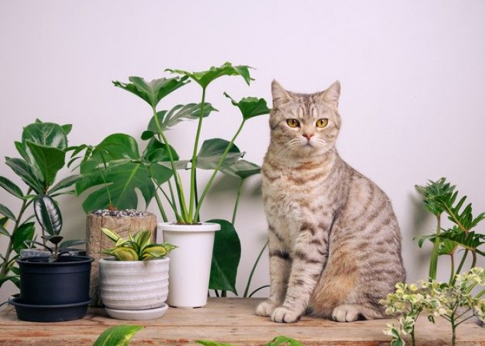 7 Tanaman Hias yang Cantik Ini Ternyata Berbahaya Bagi Kucing, Pemilik Kucing Wajib Tahu! 