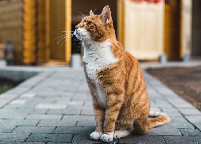 Oh Ini 5 Cara Bikin Kucing Domestik Kapok Datang ke Rumah, Tanpa Membuatnya Sakit dan Cidera