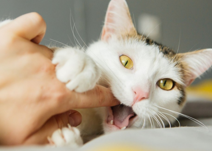 Kucing Suka Menggigit? Berikut 4 Cara Agar Tidak Digigit Kucing Peliharaan Kita, Serta Alasannya