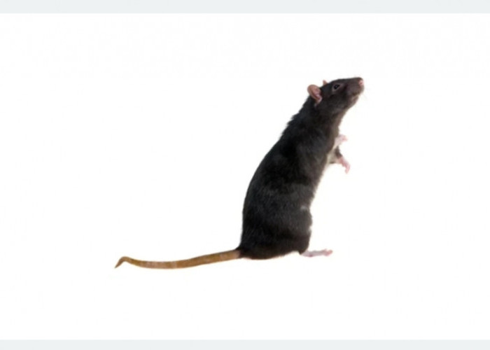 Ini Dia Dua Jenis Tikus Yang Hidup Berdampingan Dengan Manusia, Bahaya Jika Tidak Diusir