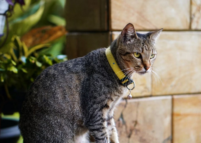 5 Manfaat Memelihara Kucing Kampung Sebagai Hewan Peliharaan di Rumah, Yuk Simak Disini Manfaatnya