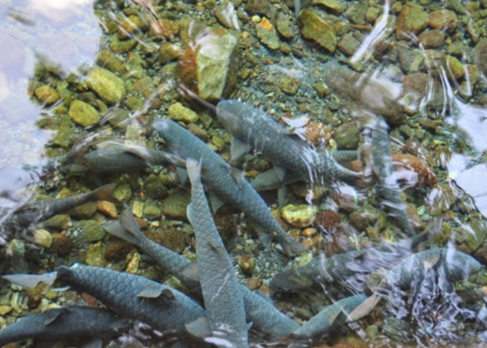 Berenang Bersama Ikan Dewa di 2 Kolam Renang Alami di Kuningan, Airnya Dingin Menusuk Tulang