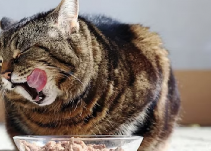 Buat Gigi Kucing Sehat dan Tambah Gemuk! Ini Resep Makanan Kucing Buatan Rumah dari Bahan Ayam