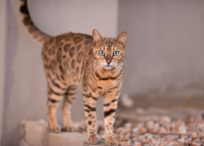 6 Fakta Kelam dan Unik di Balik Kucing Ashera yang Mirip dengan Macan Tutul, Hasil Persilangan Macan Tutul