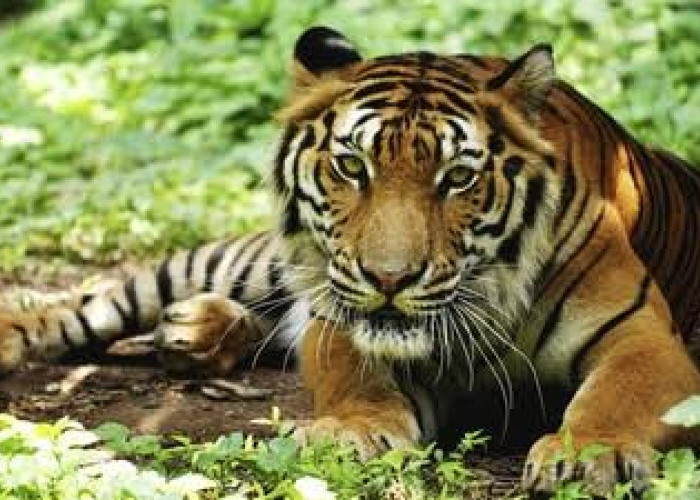 Harimau Sunda Terakhir hidup di sisa hutan di Pulau Sumatera