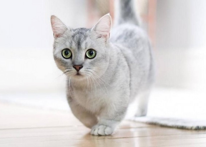 Imut dan Mungil, Inilah 5 Ras Kucing Kaki Pendek yang Cocok Jadi Hewan Peliharaan di Rumah, Gemes Banget!