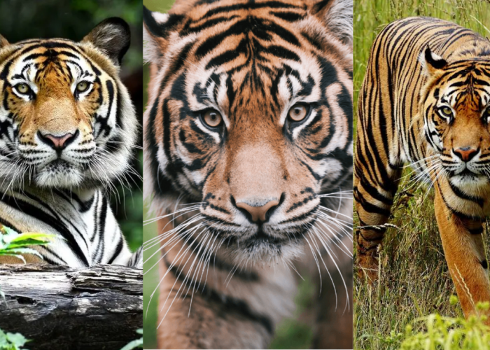 Hanya Tinggal Satu! Ini Dia 3 Jenis Harimau yang Pernah dan Masih Ada di Indonesia