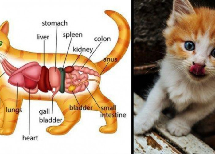 Bahaya Efek Kucing Makan Makanan Pedas, Bisa Sebabkan Penyakit Mematikan! 