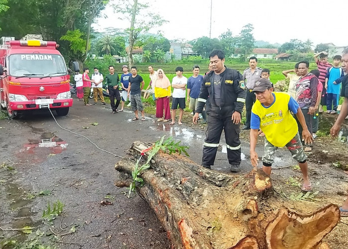 Tiga Pohon Angsana Tumbang, Jalan Raya Kutaraja Sempat Lumpuh