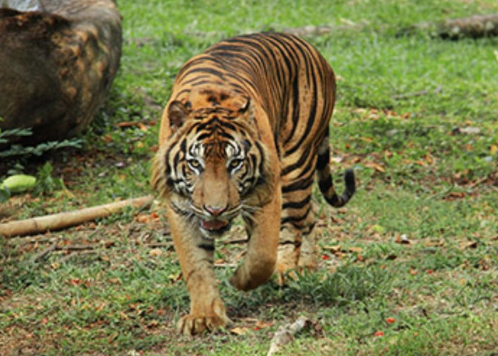 Harimau Sumatera Sesungguhnya Harimau Sunda, Kok Bisa? Begini Penjelasannya